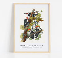 
              John James Audubon - Pileated Woodpecker from Birds of America (1827)
            