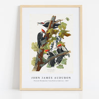 John James Audubon - Pileated Woodpecker from Birds of America (1827)