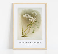 
              Frederick Sander - Dendrobium Johnsoniæ from Reichenbachia Orchids-1847-1920
            