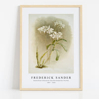 Frederick Sander - Dendrobium Johnsoniæ from Reichenbachia Orchids-1847-1920