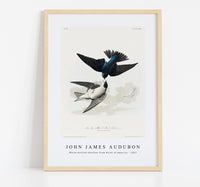 
              John James Audubon - White-bellied Swallow from Birds of America (1827)
            