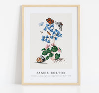 
              James Bolton - Soldanella, Amazon angel, net-winged beetle and shells 1768
            
