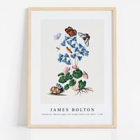 James Bolton - Soldanella, Amazon angel, net-winged beetle and shells 1768