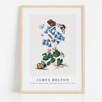 James Bolton - Soldanella, Amazon angel, net-winged beetle and shells 1768