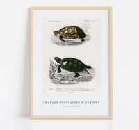 
              Charles Dessalines D'Orbigny - Tortoises (Testudo)
            