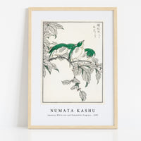 Numata Kashu - Japanese White-eye and Osmanthus Fragrans illustration from Pictorial Monograph of Birds (1885)
