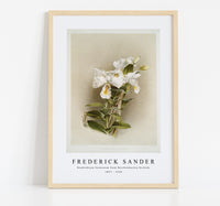 
              Frederick Sander - Dendrobium formosum from Reichenbachia Orchids-1847-1920
            