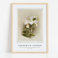 Frederick Sander - Dendrobium formosum from Reichenbachia Orchids-1847-1920