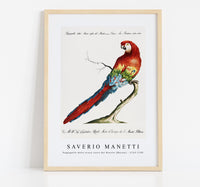 
              Saverio Manetti - Pappagallo detto arara rossa del Brasile (Macaw) 1723-1785
            