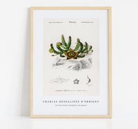 
              Charles Dessalines D'Orbigny - Carrion-flower (Stapelia variegata)
            