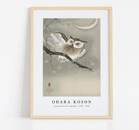 
              Ohara Koson - Long-eared owl in ginkgo (1900 - 1930)
            