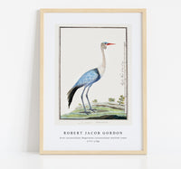 
              Robert Jacob Gordon - Grus carunculatus Bugeranus carunculatus wattled crane (1777–1786)
            