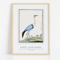 Robert Jacob Gordon - Grus carunculatus Bugeranus carunculatus wattled crane (1777–1786)