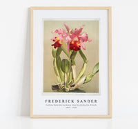 
              Frederick Sander - Cattleya (hybrida) hardyana from Reichenbachia Orchids-1847-1920
            
