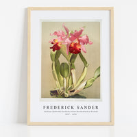 Frederick Sander - Cattleya (hybrida) hardyana from Reichenbachia Orchids-1847-1920
