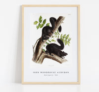 
              John Woodhouse Audubon - Black Squirrel (Sciurus niger) from the viviparous quadrupeds of North America (1845)
            