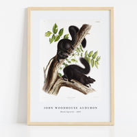 John Woodhouse Audubon - Black Squirrel (Sciurus niger) from the viviparous quadrupeds of North America (1845)