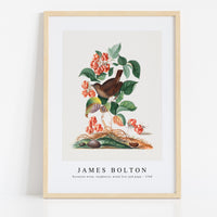 James Bolton - Eurasian wren, raspberry, wood lice and pupa 1768