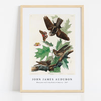 John James Audubon - Whip-poor-will from Birds of America (1827)