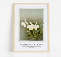 
              Frederick Sander - Cattleya trianæ alba from Reichenbachia Orchids-1847-1920
            