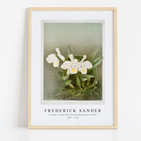 Frederick Sander - Cattleya trianæ alba from Reichenbachia Orchids-1847-1920