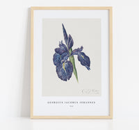 
              Georgius Jacobus Johannes - Iris
            