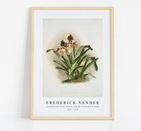 
              Frederick Sander - Cypripedium boxalli atratum from Reichenbachia Orchids -1847-1920
            