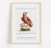 
              Saverio Manetti - Pappagallo variegato di cenerino e rosso, di Guinea (Parrot) 1723-1785
            