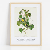 John James Audubon - Hemlock Warbler from Birds of America (1827)