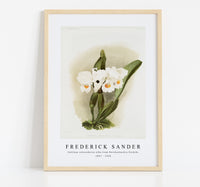 
              Frederick Sander - Cattleya schroederoe alba from Reichenbachia Orchids-1847-1920
            