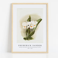 Frederick Sander - Cattleya schroederoe alba from Reichenbachia Orchids-1847-1920