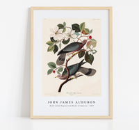 
              John James Audubon - Band-tailed Pigeon from Birds of America (1827)
            