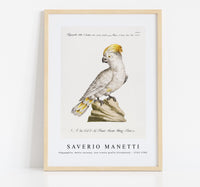 
              Saverio Manetti - Pappagallo, detto cacatua, con cresta gialla (Cockatoo) 1723-1785
            
