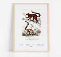 
              Charles Dessalines D'Orbigny - Lemur
            
