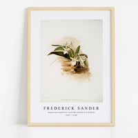 Frederick Sander - Angræcum humblotii from Reichenbachia Orchids-1847-1920