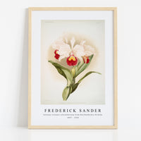 Frederick Sander - Cattleya trianaei schroederiana from Reichenbachia Orchids-1847-1920