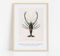 
              Charles Dessalines D'Orbigny - Crimson Crawfish (Palemon Ornatum) (2)
            