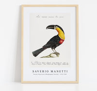 
              Saverio Manetti - Tucana Piperivora (Mangiapepe Toucan) 1723-1785
            
