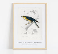 
              Charles Dessalines D'Orbigny - Eurasian sparrowhawk (Accipiter nisus)
            