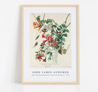 
              John James Audubon - Ruby-throated Humming Bird from Birds of America (1827)
            