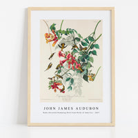John James Audubon - Ruby-throated Humming Bird from Birds of America (1827)