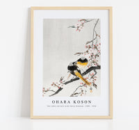 
              Ohara Koson - Two sable red tails with cherry blossom (1900 - 1936) by Ohara Koson (1877-1945)
            