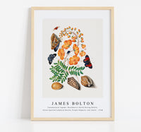 
              James Bolton - Caesalpinoid legume, Blackburn's Earth Boring Beetle, Seven-Spotted Ladybird Beetle, Purple Emperor and shells 1768
            