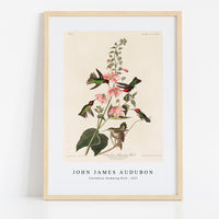 John James audubon - Columbian Humming Bird from Birds of America (1827)