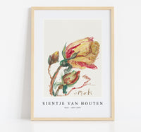 
              Sientje Van Houten - Rose 1844-1909
            