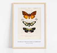 
              Charles Dessalines D'Orbigny - Collection of moths
            