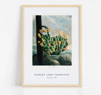 
              Robert John Thornton - The Aloe from The Temple of Flora (1807)
            