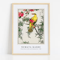 Numata Kashu - Chinese Bush-warbler and Drooping Peach iIllustration from Pictorial Monograph of Birds (1885)
