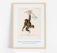 
              Charles Dessalines D'Orbigny - Chimpangze (Troglodyte Chimpanze)
            