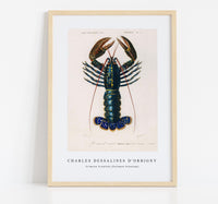 
              Charles Dessalines D'Orbigny - Crimson Crawfish (Palemon Ornatum)
            